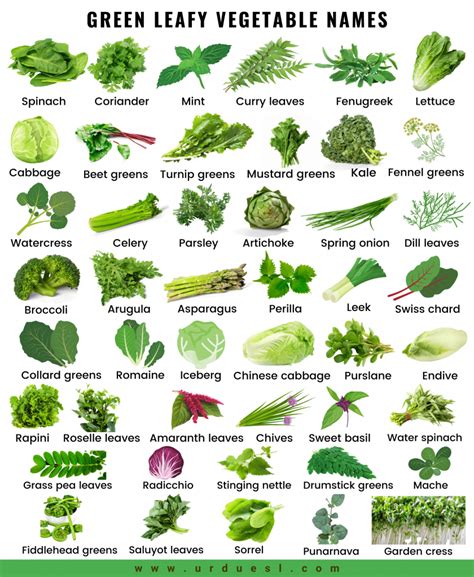 Leafy Vegetables Names In Telugu To English With Pictures - Infoupdate.org