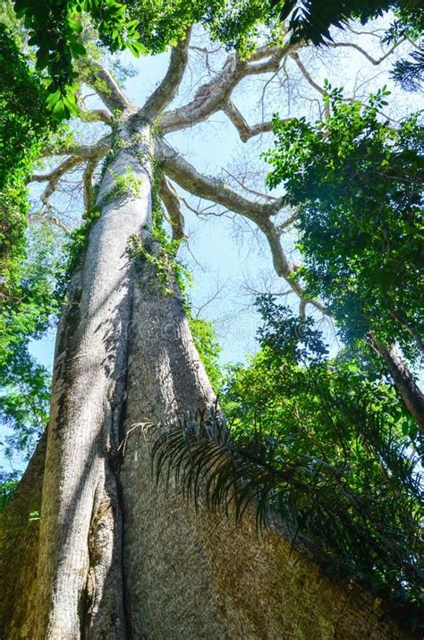 Giant Kapok tree in the Amazon rainforest, Tambopata National Reserve ...