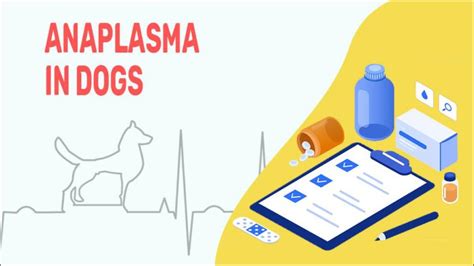 Anaplasmosis In Dogs - Causes, Symptoms & Treatment - Petmoo