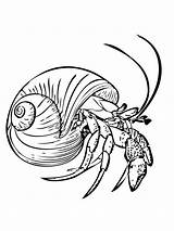 Free Printable Hermit Crab Coloring Pages For Kids sketch template