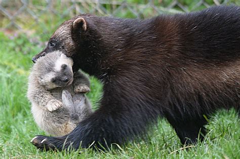 Wolverine cubs and a Frankenstein revival: Wednesday's best photos | Wolverine animal, Wolverine ...