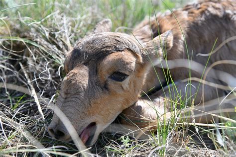 Kazakhstan’s rare antelope makes baby steps toward revival | Eurasianet