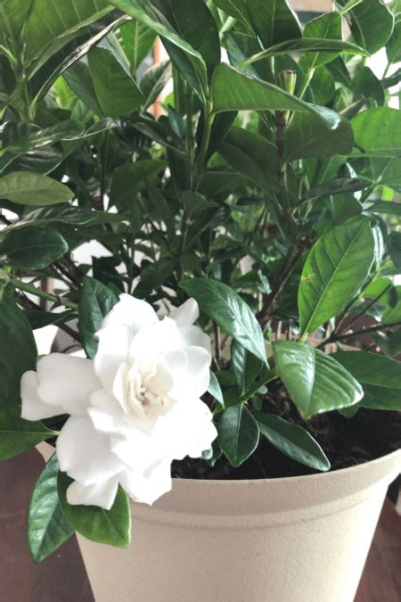 Gardenia Guide: How to Care for Gardenia Plants - Backyard Boss