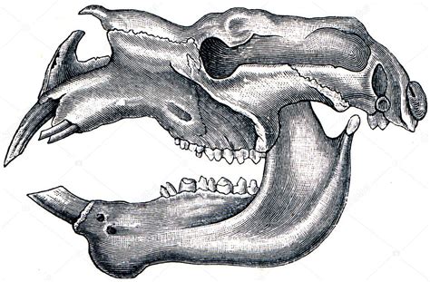 Skull of Giant Wombat or the Rhinoceros Wombat - diprotodon — Stock ...