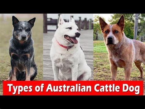 What Colors Do Australian Cattle Dogs Come In: A Vibrant Canine Palette