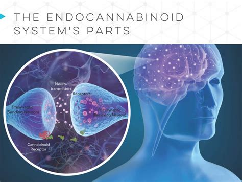 The Endocannabinoid System | BHC's CanView Marketplace