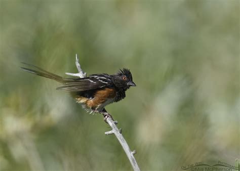 Raggedy Male Spotted Towhee - Mia McPherson's On The Wing Photography