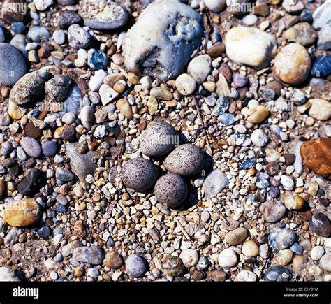 Little ringed plover eggs hi-res stock photography and images - Alamy