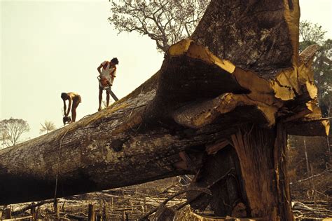 Deforestation in Brazil is rising again — after years of decline - Vox