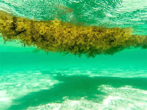 Sargassum, Yuk! How to Avoid it on Your Next Caribbean Escape