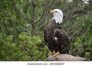 147 Bald Eagle Science Royalty-Free Images, Stock Photos & Pictures ...