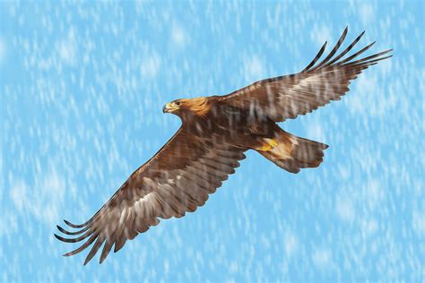 Golden Eagle Flying in Snow Photograph by Mark Miller - Pixels