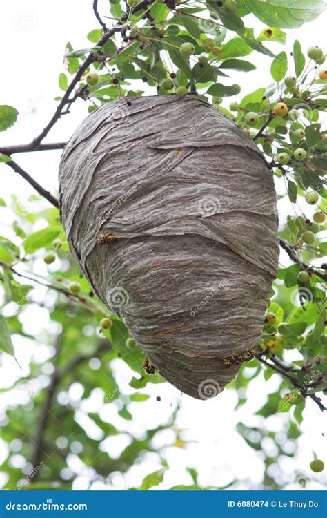 Beehive Stock Images - Image: 6080474