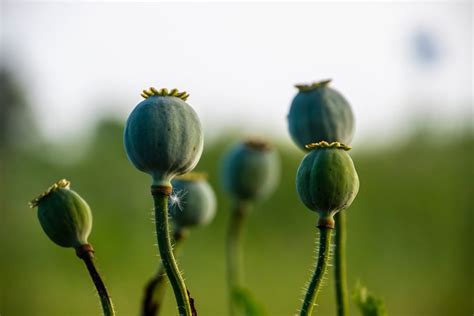 Opium: Effects, What Are They?