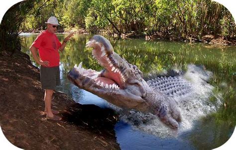 KatherineRegion Northern Territory Australia crocodile attack