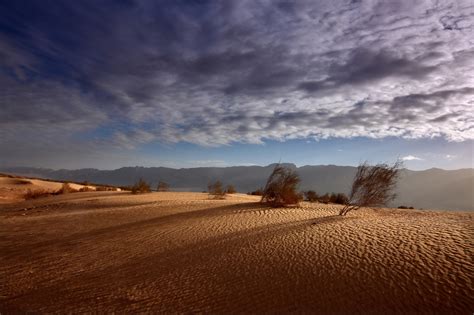 8 awesome pictures of wildlife in Israel's desert region - ISRAEL21c