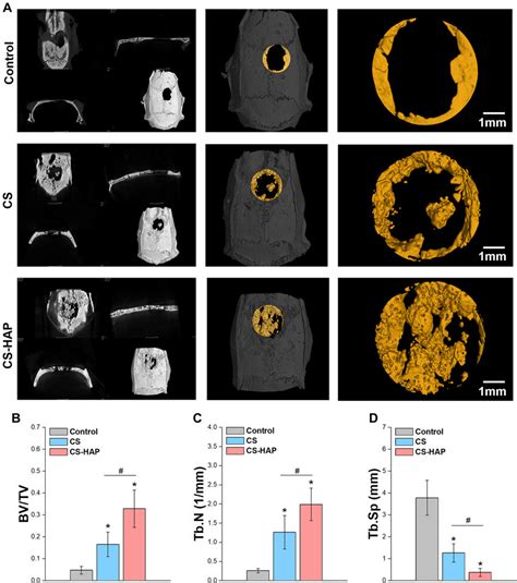 Micro-CT analyses of bone regeneration in rat calvarial defects. (A) 3D... | Download Scientific ...