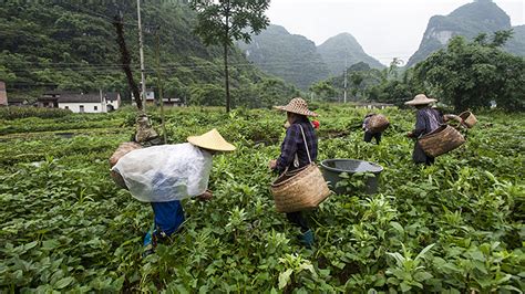 Nurturing the shoots of China's sustainable agriculture | International ...