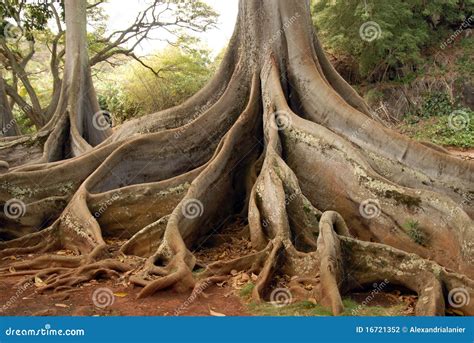 Ancient Forest Trees stock photo. Image of giant, grand - 16721352