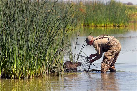 As trapping ban looms, California expands Nutria eradication efforts. — Furbearer Conservation