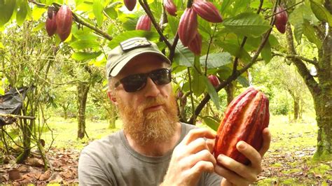 Making Chocolate: Cacao Tree To Chocolate Bar - YouTube