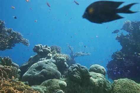 Coral Reef of Red Sea. Eilat, Israel Stock Photo - Image of wildlife, water: 31181240