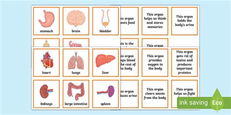 Organ Function Matching Cards (teacher made) - Twinkl