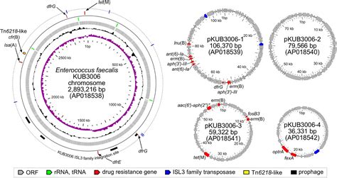 Frontiers | Complete Genome Sequence and Characterization of Linezolid-Resistant Enterococcus ...