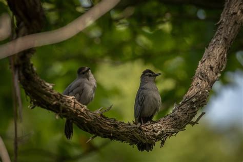 Gray Catbird Nests, Habitat, And Mating Rituals