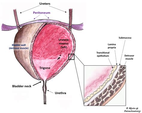 The Urinary Bladder - Structure - Function - Nerves - TeachMeAnatomy