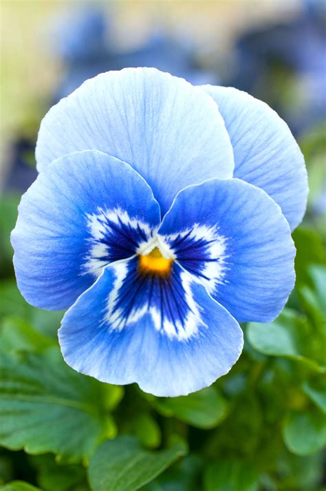Blue Pansy | Pansies flowers, Flower painting, Flowers photography