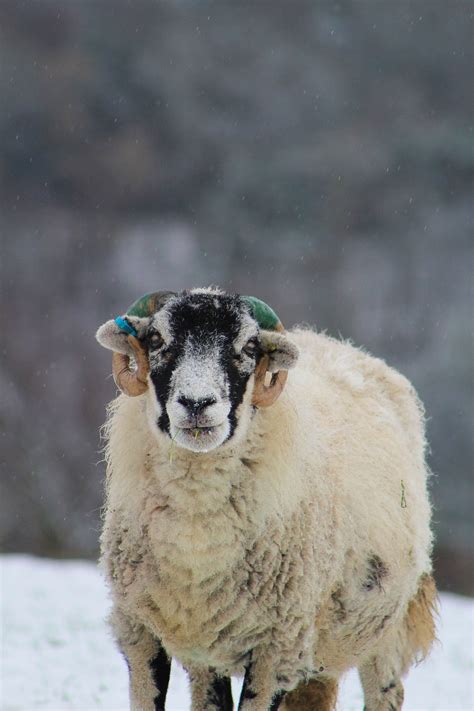 Sheep Snow White - Free photo on Pixabay - Pixabay