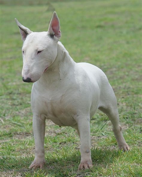 Imágenes de perros Bull Terrier Standard. Bull Terrier Standard