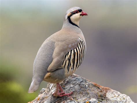 Chukar - eBird