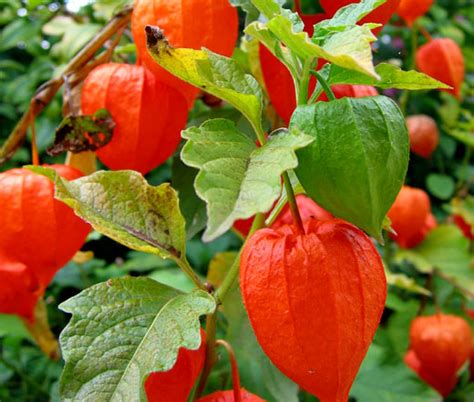 Chinese Lantern Seeds - Physalis Alkekengi