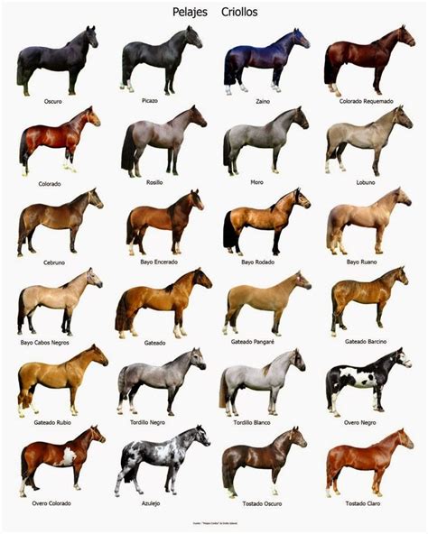 horse names