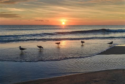 Seagulls on shore at beach against sky during sunset - StockFreedom - Premium Stock Photography