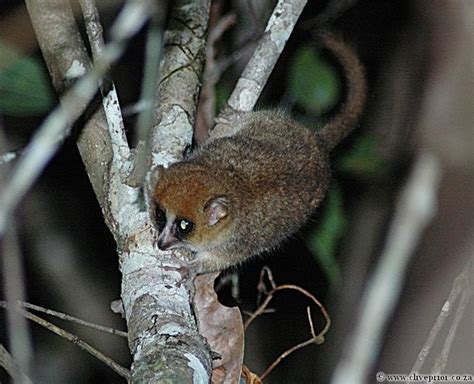 Goodman's mouse lemur - Alchetron, The Free Social Encyclopedia