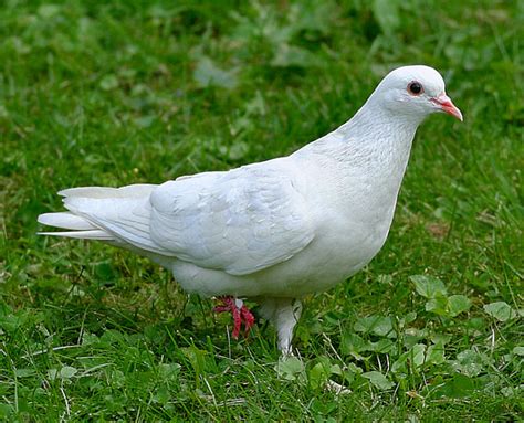 Albinism and Leucism - FeederWatch