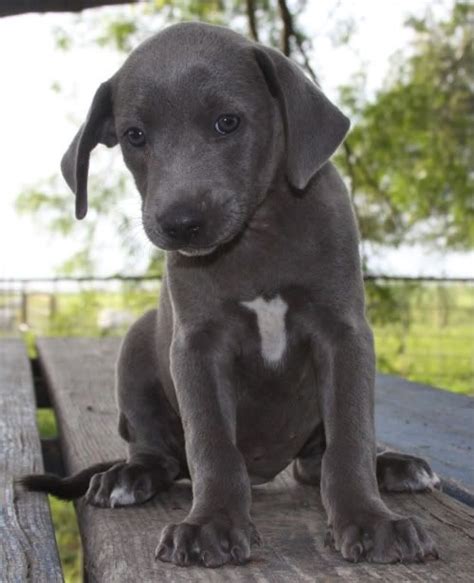 Blue Lacy Pups For Sale | Trading Post Swap Classifieds | Blue lacy dog ...