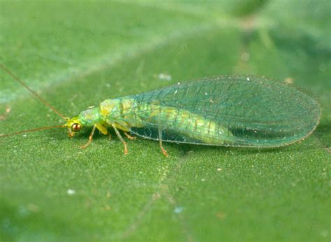 green lacewing adult – IPM Guidelines For Grains