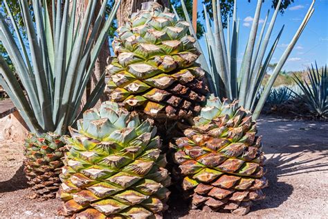 Blue Agave Pineapples | Food Images ~ Creative Market