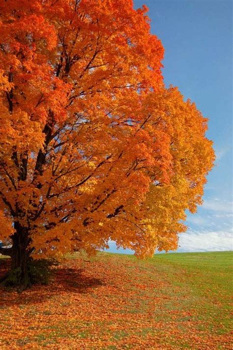 24.orange-colored-photos.jpg (500×752) | Beautiful nature, Autumn scenery, Amazing nature