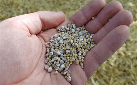 Different Types Of Grain Spawn - FreshCap Mushrooms