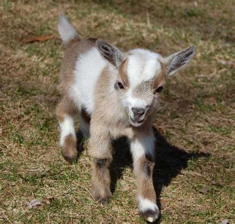 nigerian dwarf goats - Yahoo Search Results | Pet goat, Baby goats pygmy, Pygmy goat