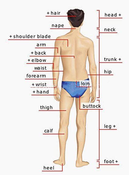 Parts of the body hair, head, nape, neck, shoulder blade, arm , back, elbow, waist, trunk, hip ...