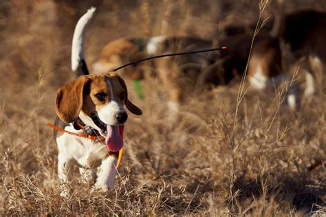Hunting Dog Profile: The Adorable and Athletic Beagle | GearJunkie