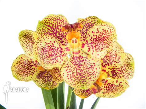 Araflora, exotic flora & more - Orchid 'Vanda x hybrid'