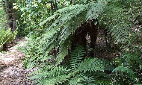 Go Bush | Dunedin Botanic Garden Official Website