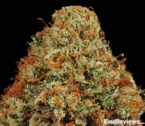 White Fire OG #2 | Marijuana Strain Library | PotGuide.com